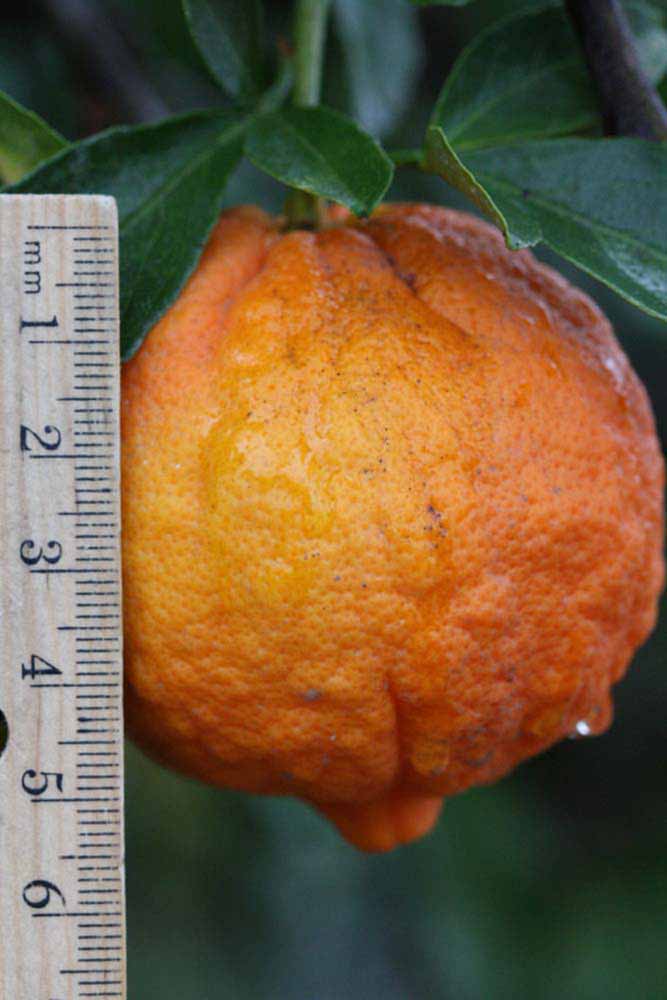             Fruit (Riverside, CA)       